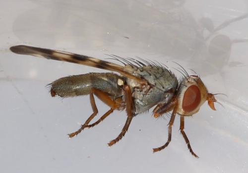 Melieria omissa